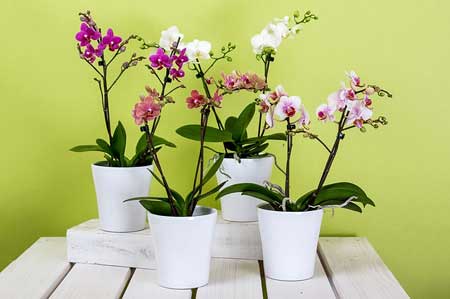 Cómo y cuándo podar orquídeas